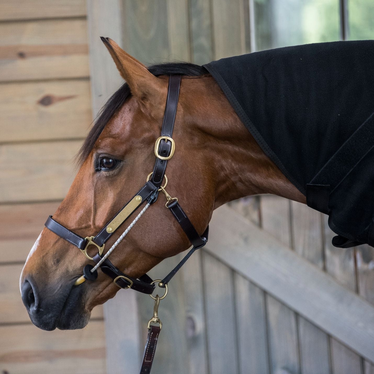 ThinLine Horse Busy Buddy For Bridles and Headcollars Calmer