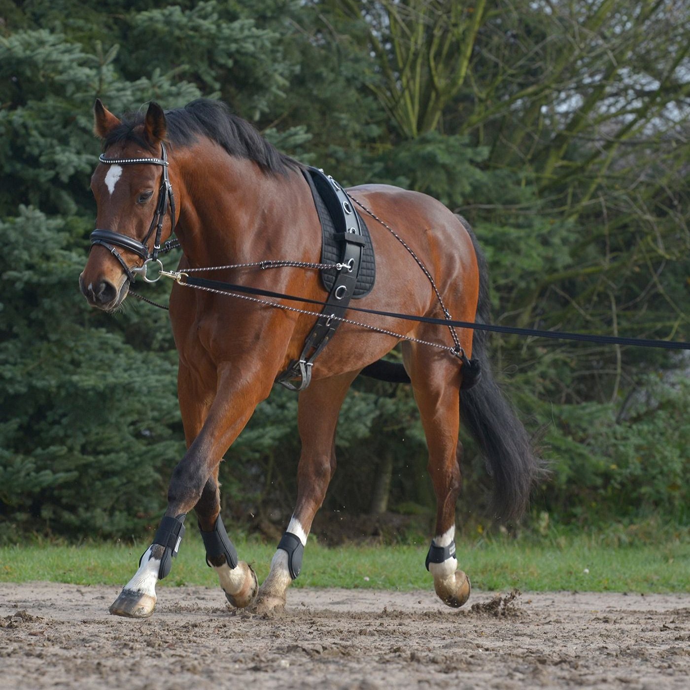 Waldhausen Horse Lunging System Adjustable Training Aid for Balance and