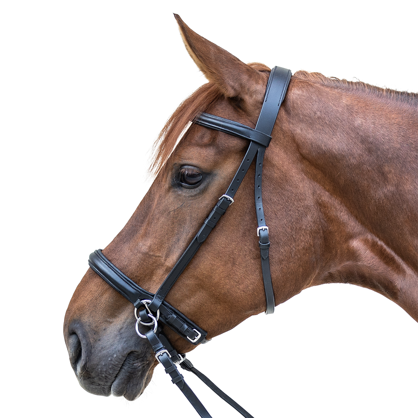STAR Horse Bitless Bridle Scawbrig Design With Cushioned Nose and Neck Straps