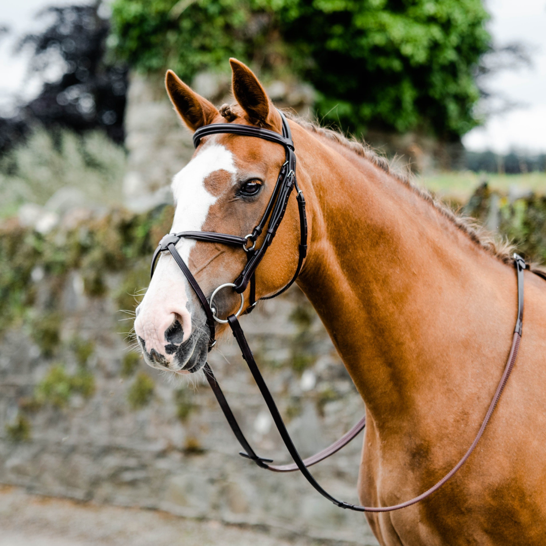 Mackey Horse Classic Padded Grackle Bridle Premium Leather Stainless Steel