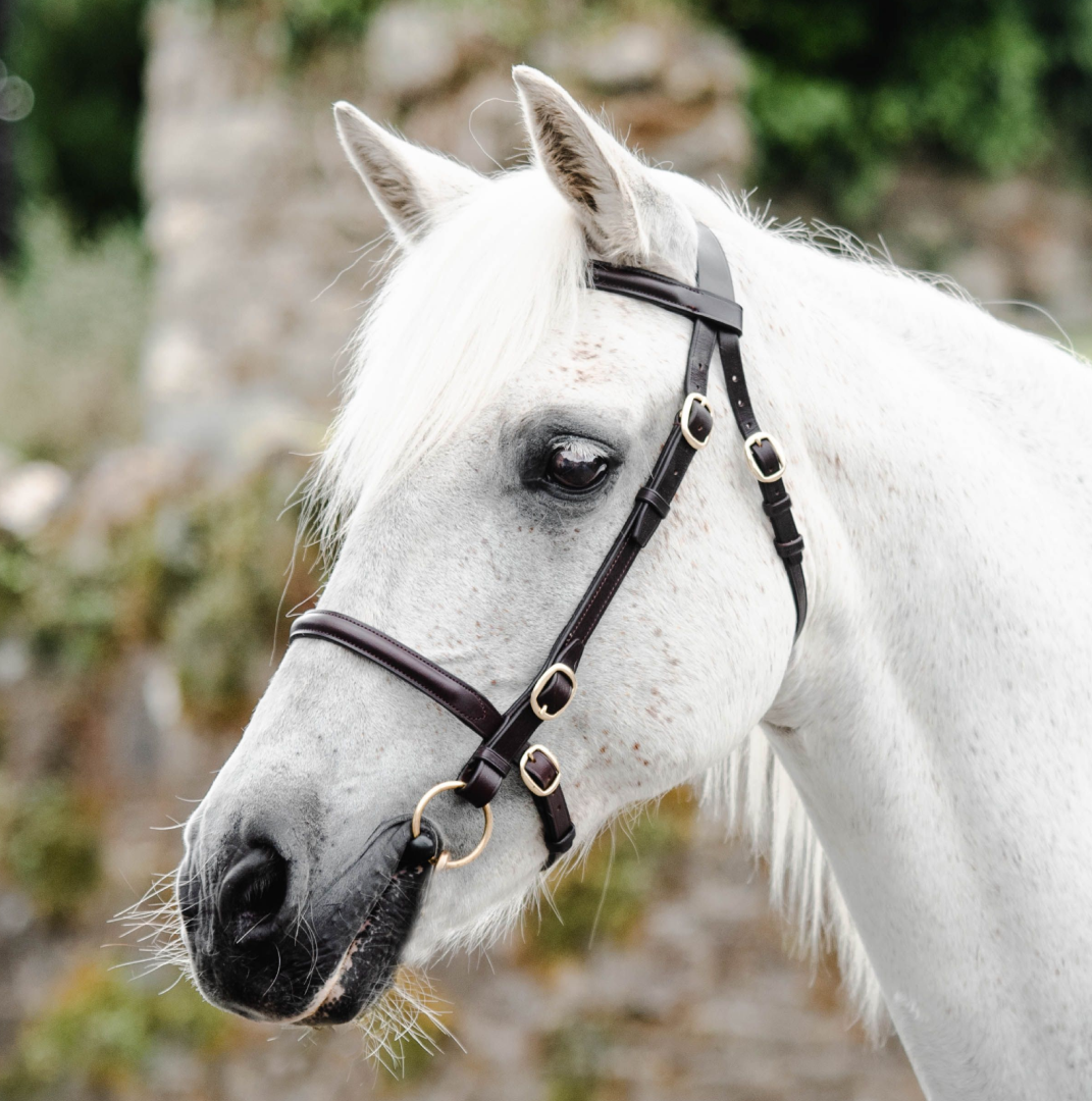Mackey Classic In-Hand Bridle #colour_brown