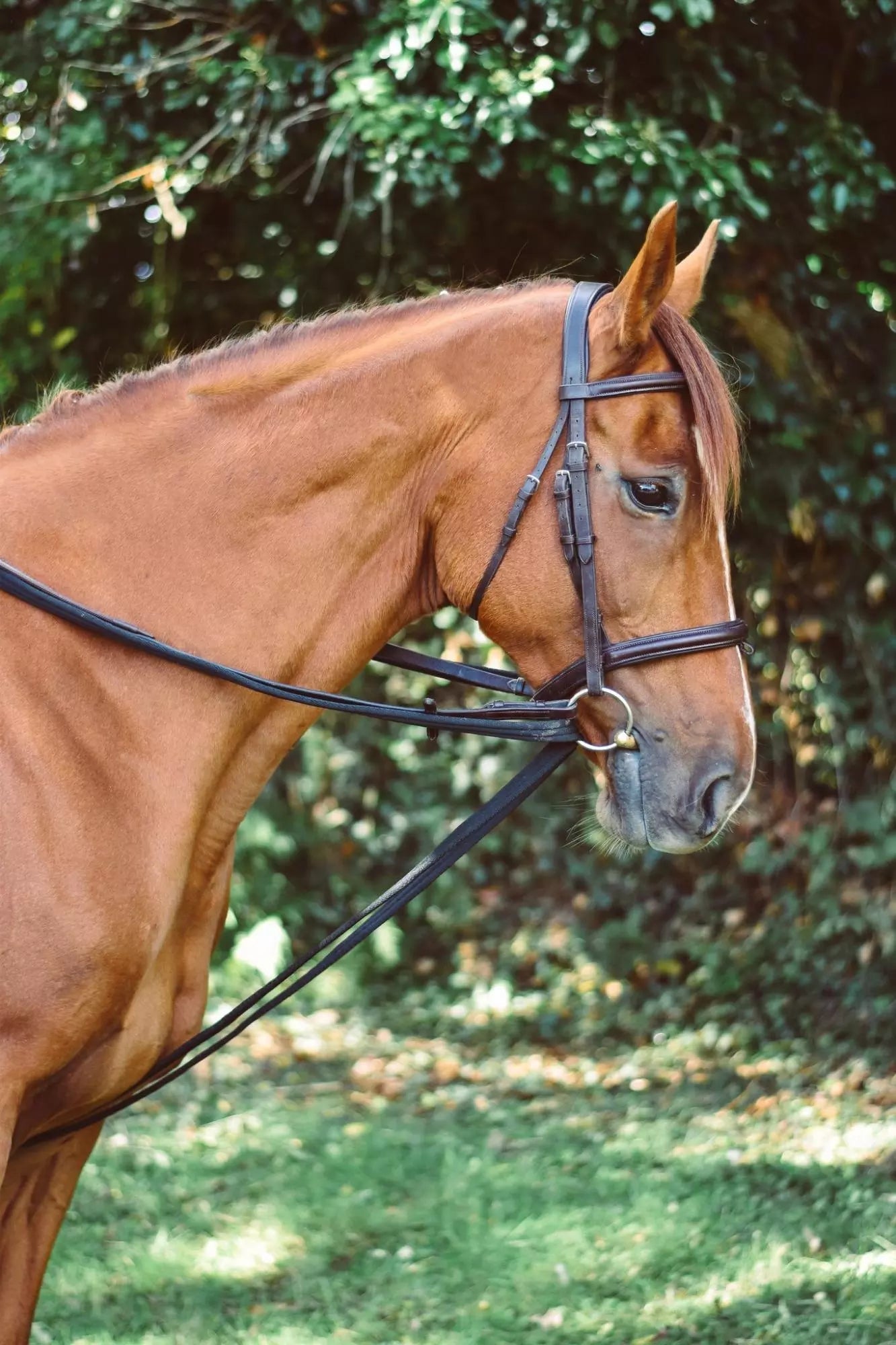 Mackey Equisential Padded Draw Reins with Heavy Duty Trigger Hooks