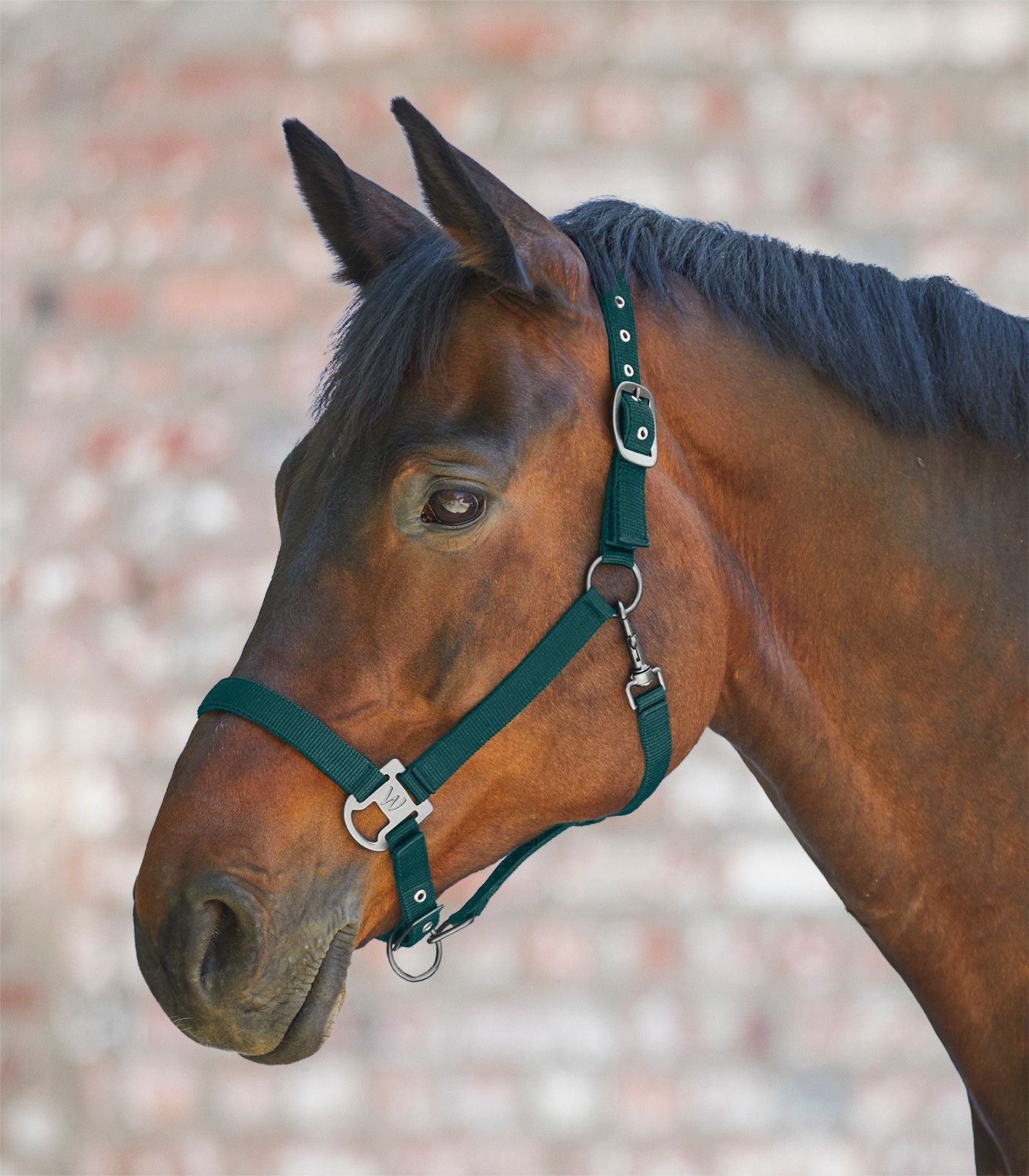 Waldhausen Gloomy Halter #colour_fir-green