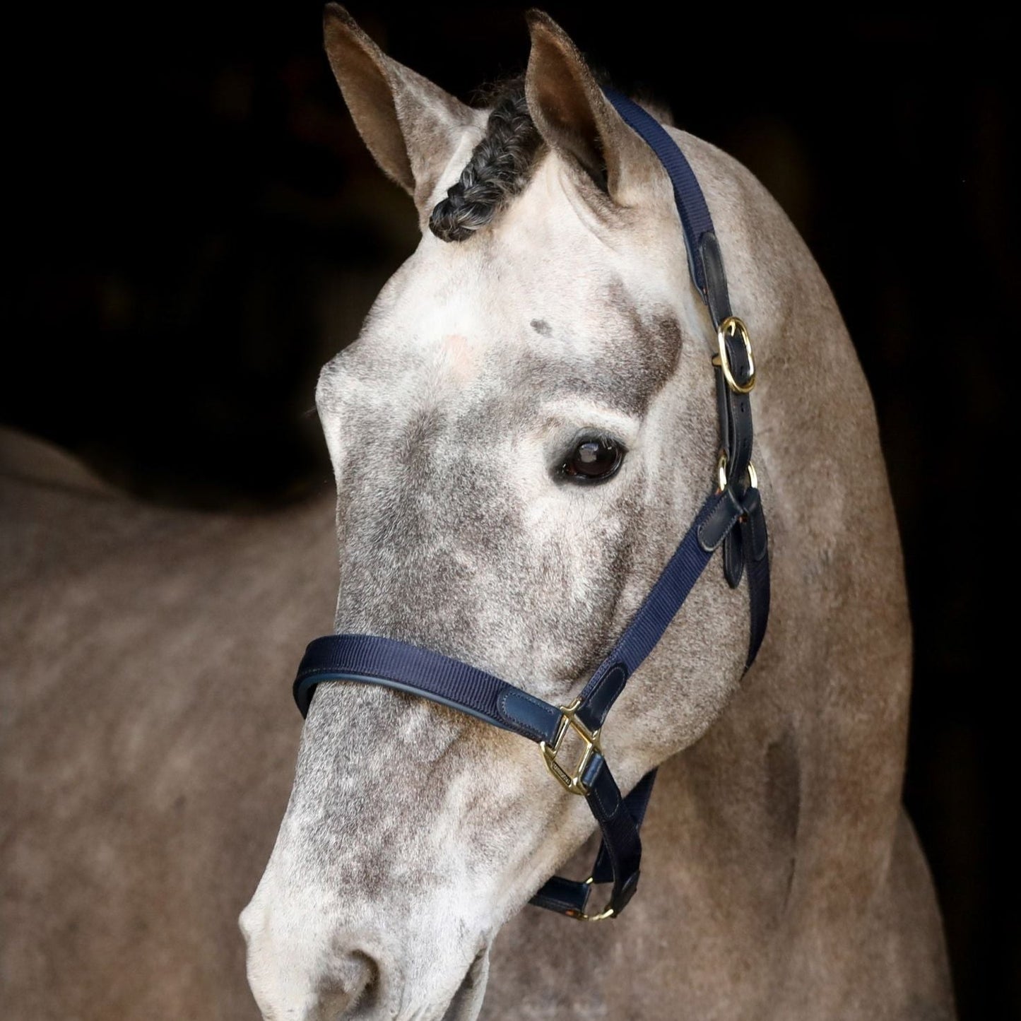 Mackey Safety Headcollar #colour_navy