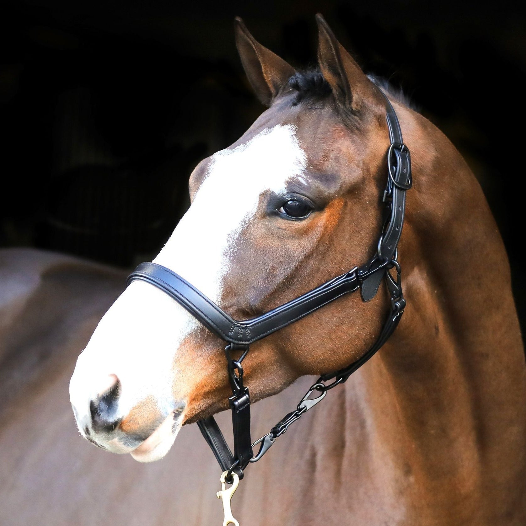 Liveryman Clipping Headcollar #colour_black