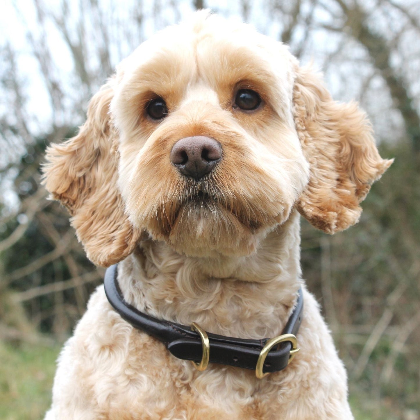 Mackey Rolled Leather Dog Collar #colour_brown