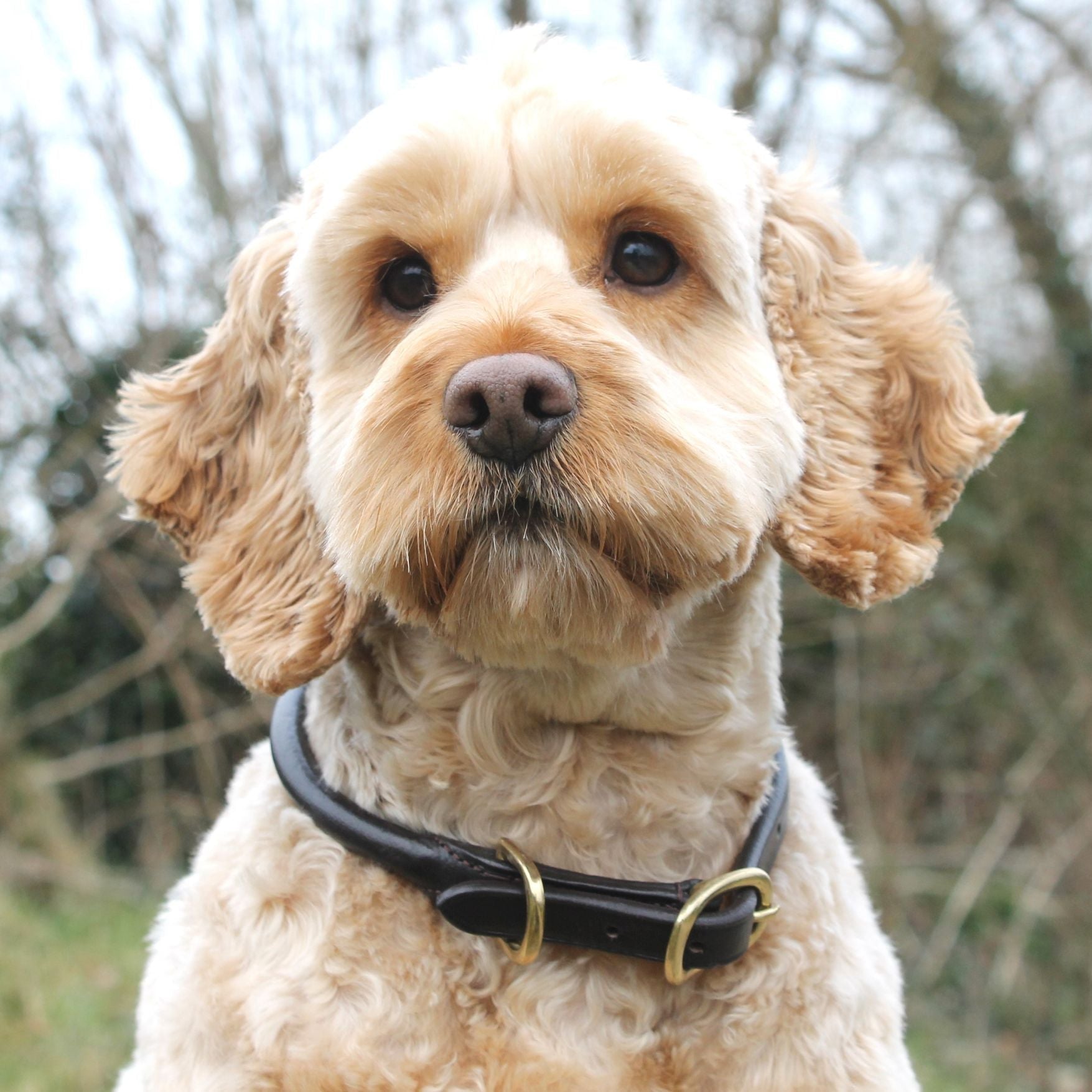 Mackey Rolled Leather Dog Collar #colour_brown