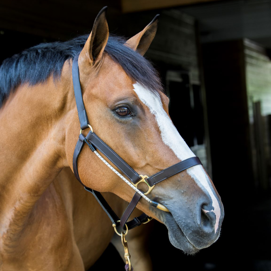 ThinLine Horse Busy Buddy For Bridles and Headcollars Calmer