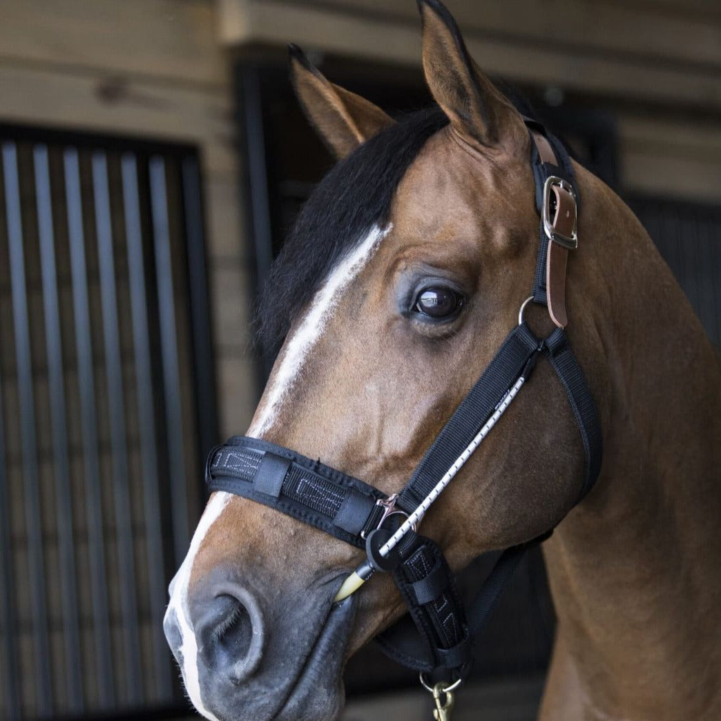 ThinLine Horse Busy Buddy Halter Calmer for Relaxation and Wellbeing