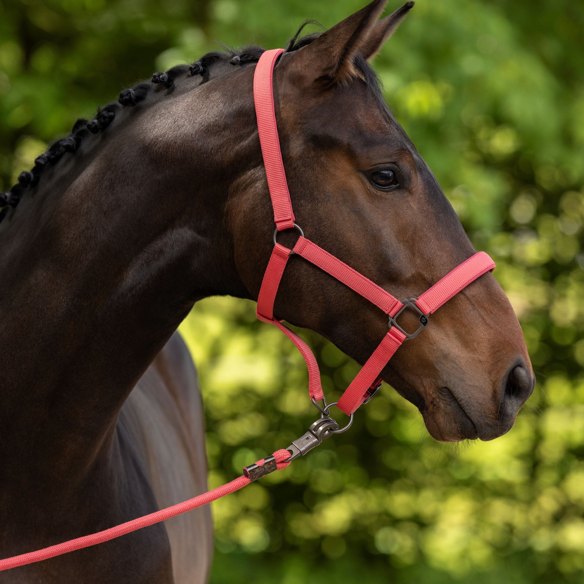 Covalliero Headcollar #colour_coral