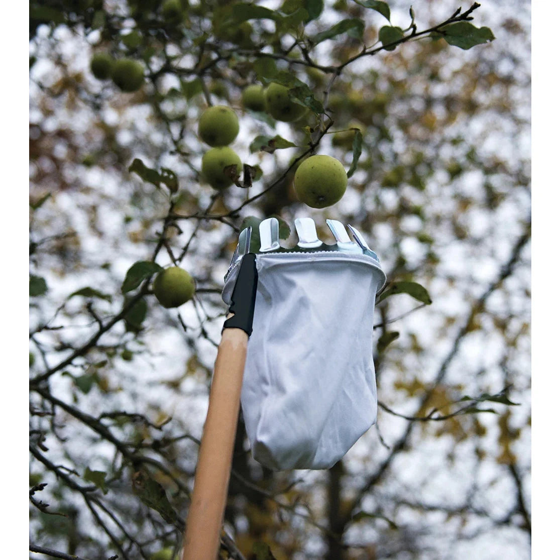 Silverline Fruit Picker with Chrome-Plated Teeth and Cotton Collection Bag