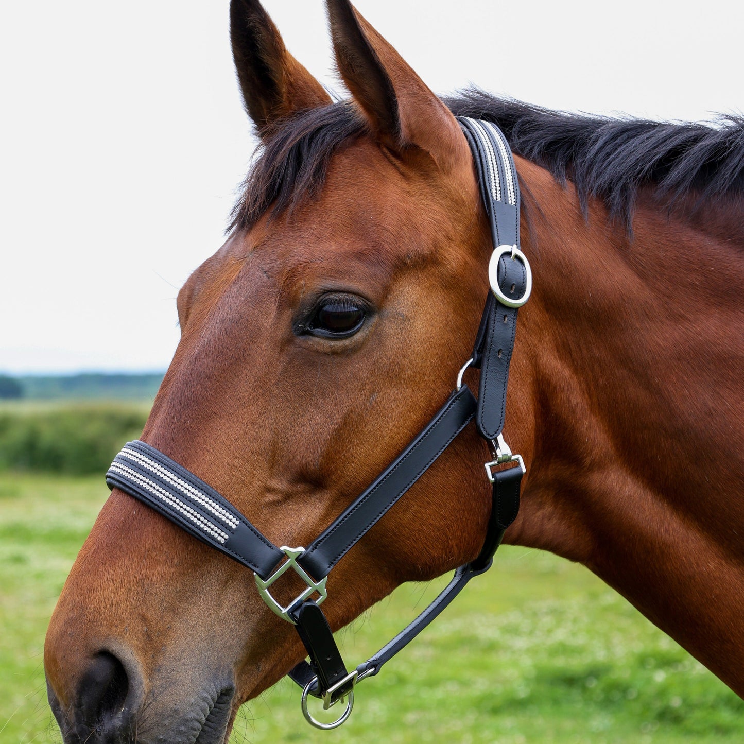 HY Horse Equestrian Anodize Leather Head Collar With Diamantes and Hardware