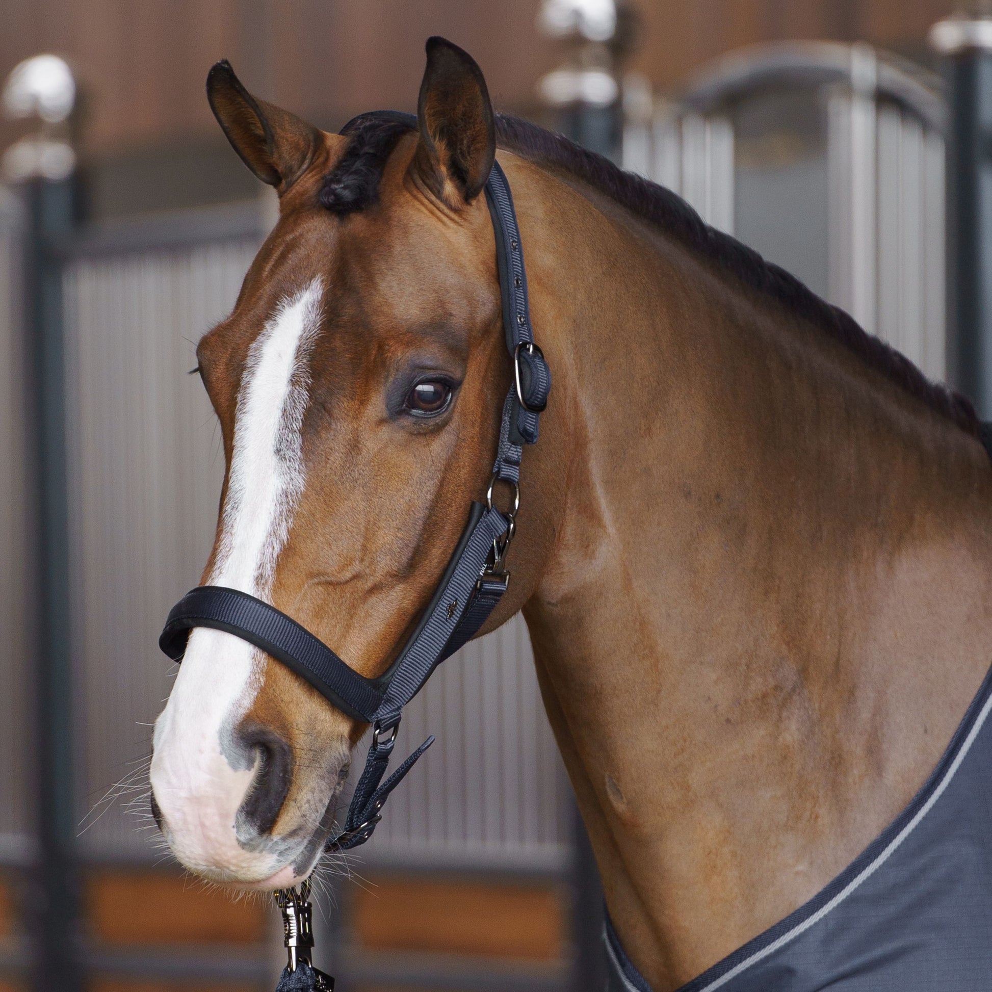 HV Polo Essential Headcollar #colour_navy