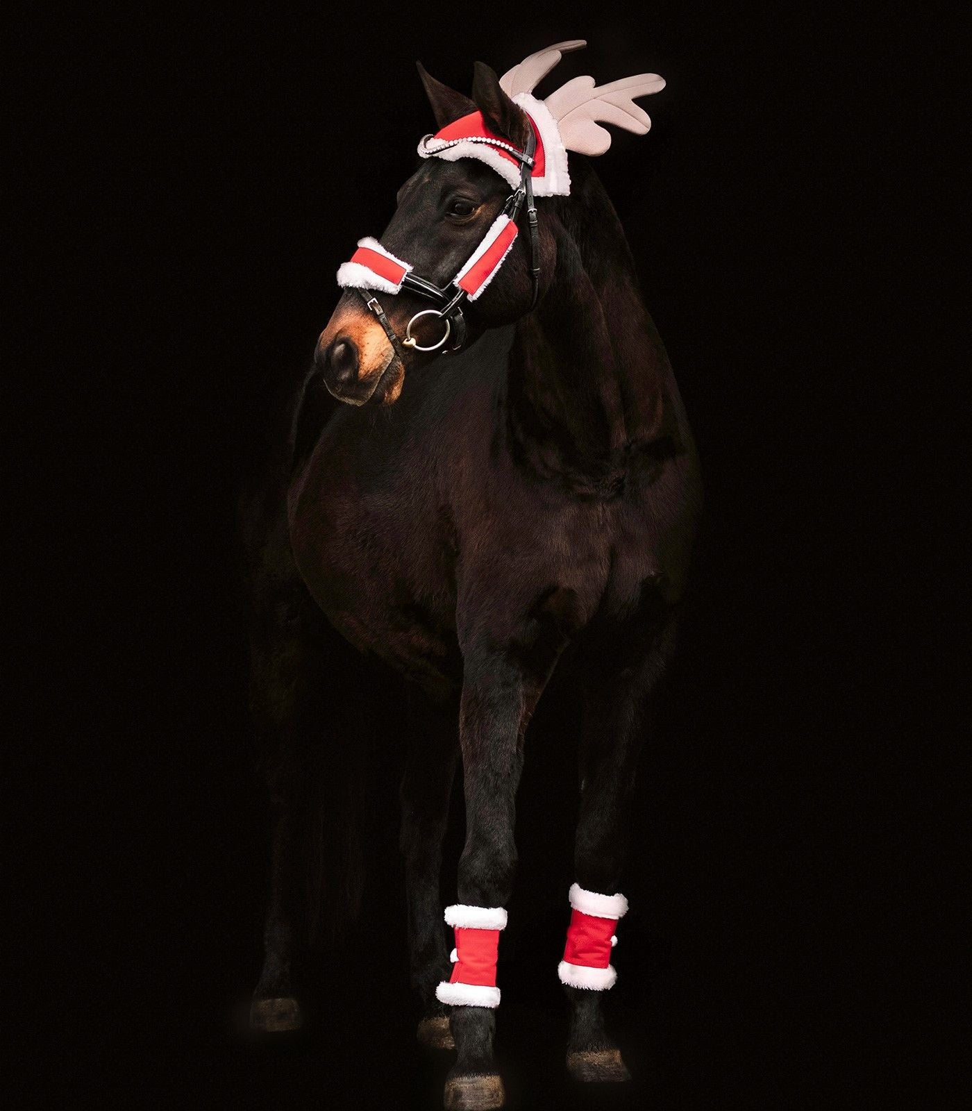Waldhausen Horse Christmas Set with Elk Antlers, Noseband Pads and Boots