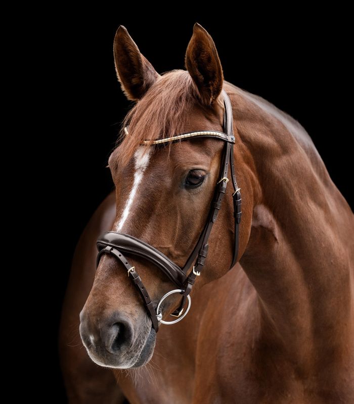 Waldhausen Horse X-Line Bridle Clincher Xline Flash Noseband Anatomical Design