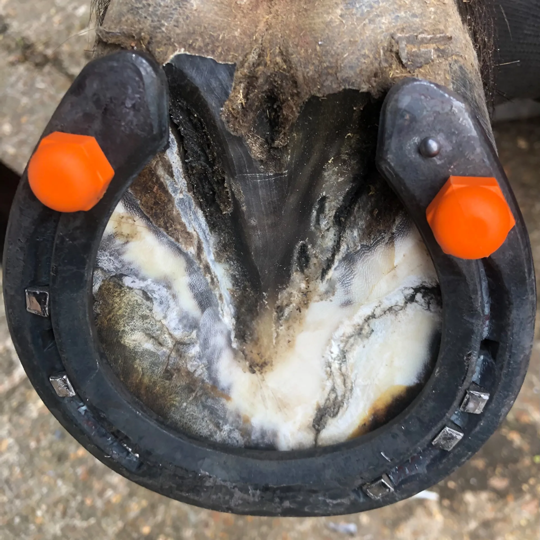 StudFast Horse Patented Polymer Studs for Safety and Performance