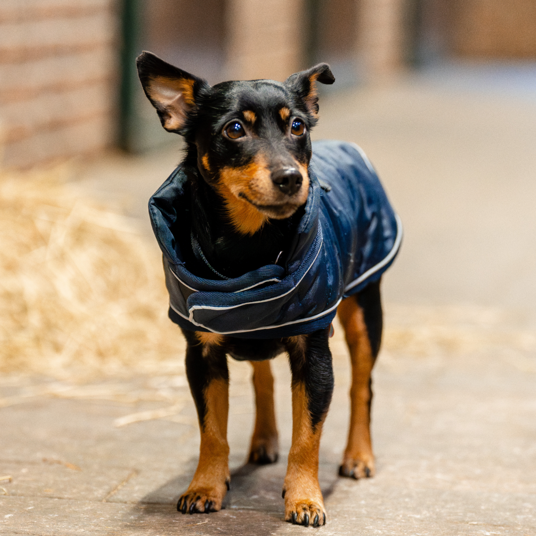 Horseware Ireland Signature Dog Rug Durable Warm Lightweight Reflective