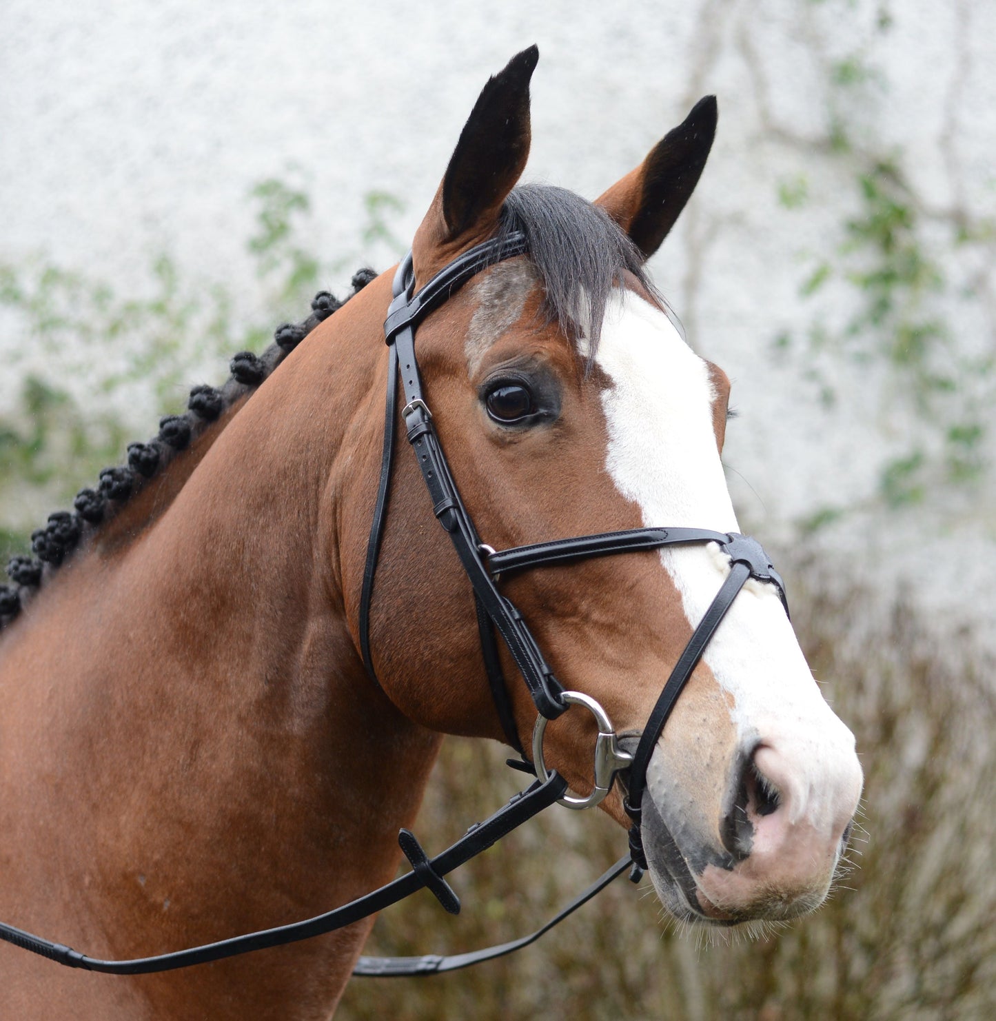 Mackey Horse Classic Padded Grackle Bridle Premium Leather Stainless Steel