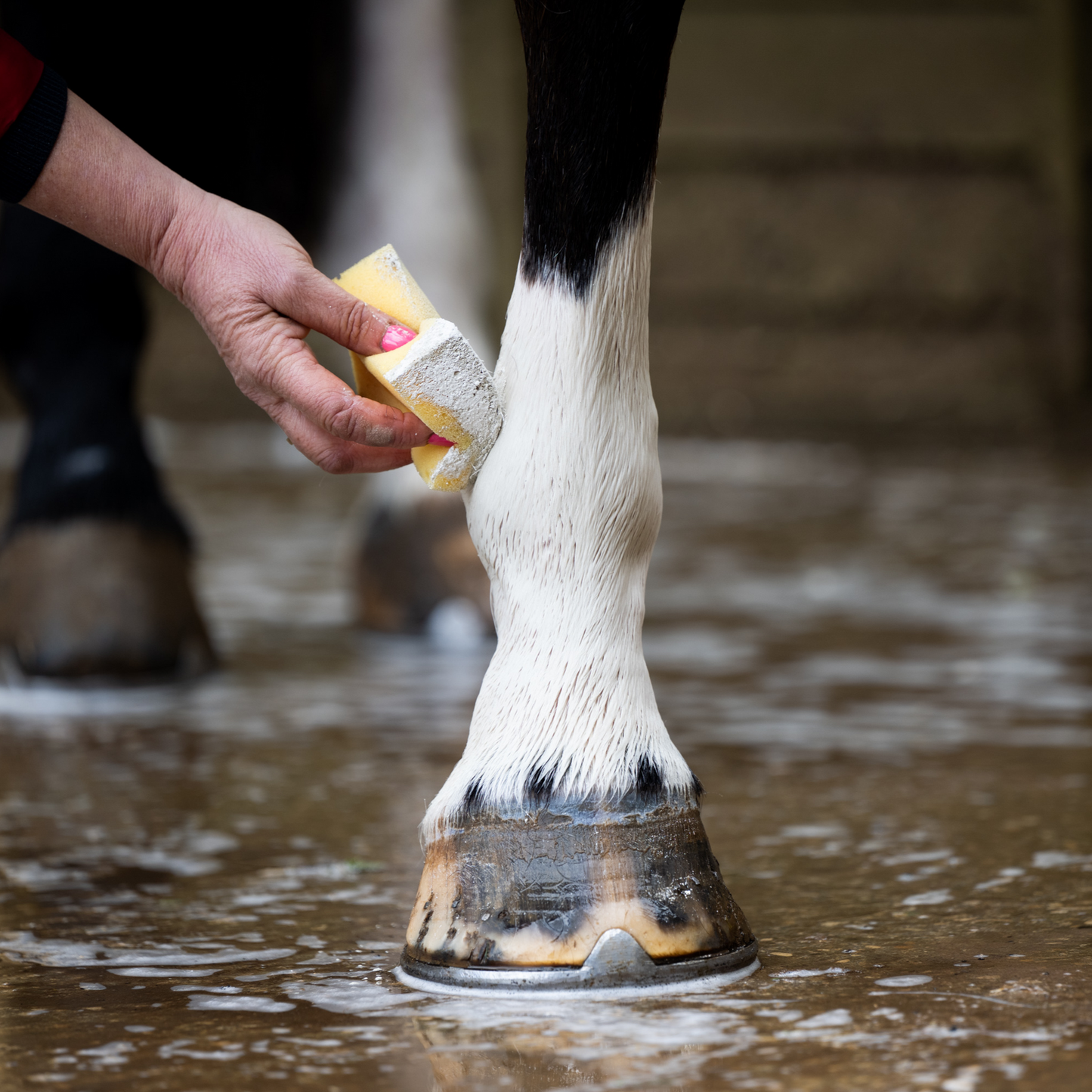 Smart Grooming Leg & Body Whitener and Chalk Powder For Show Preparation