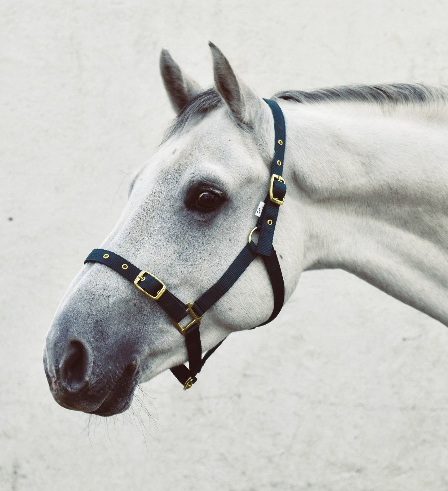Mackey Economy Webbing Headcollar #colour_green